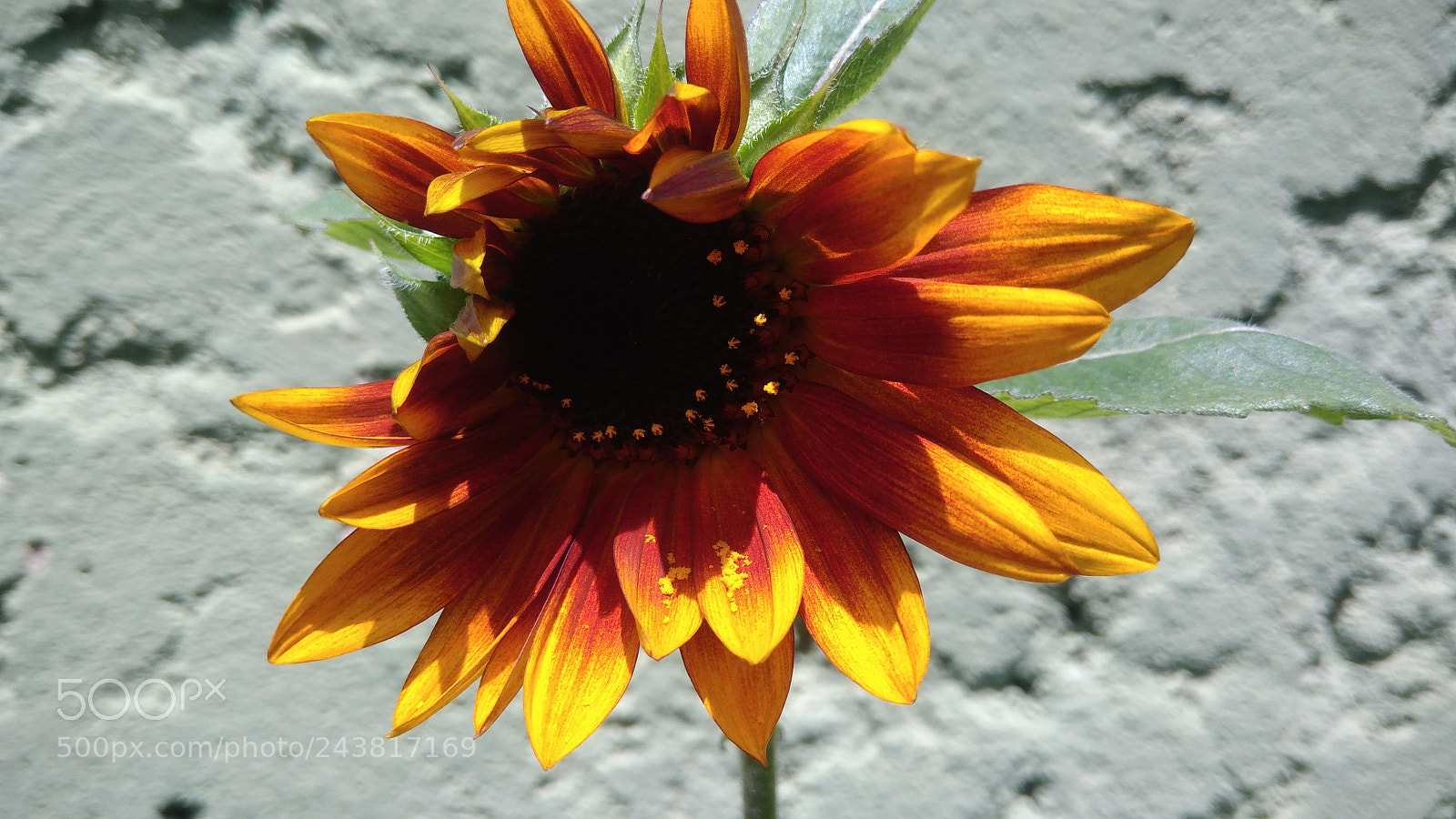 ASUS ZenFone 3 Max (ZC553KL) sample photo. Nature macro brazil photography
