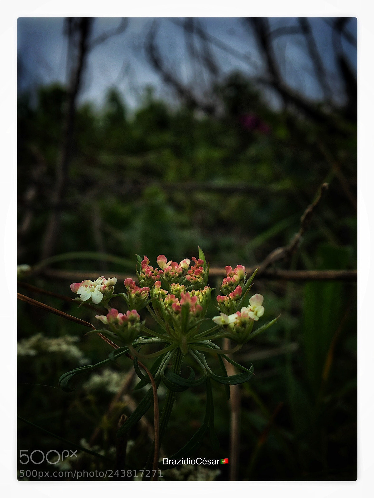 Apple iPhone 6s sample photo. Untitled photography