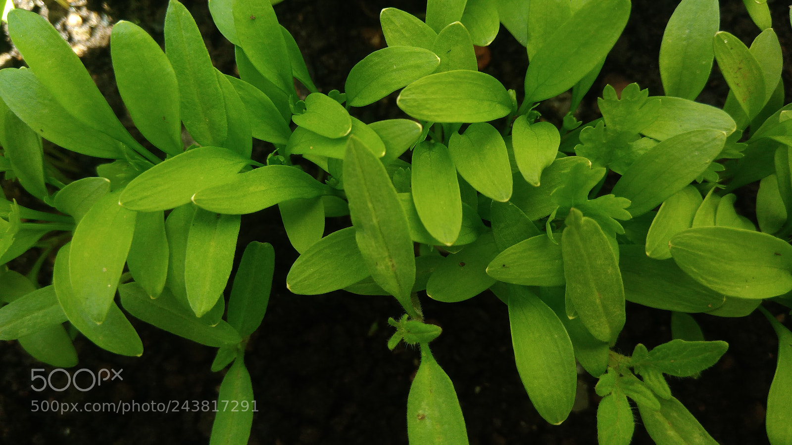ASUS ZenFone 3 Max (ZC553KL) sample photo. Nature macro brazil photography