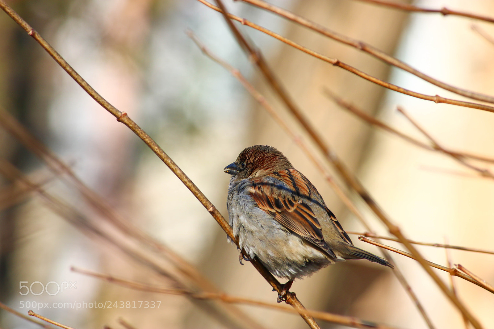 Canon EOS 760D (EOS Rebel T6s / EOS 8000D) sample photo. Waiting for spring photography