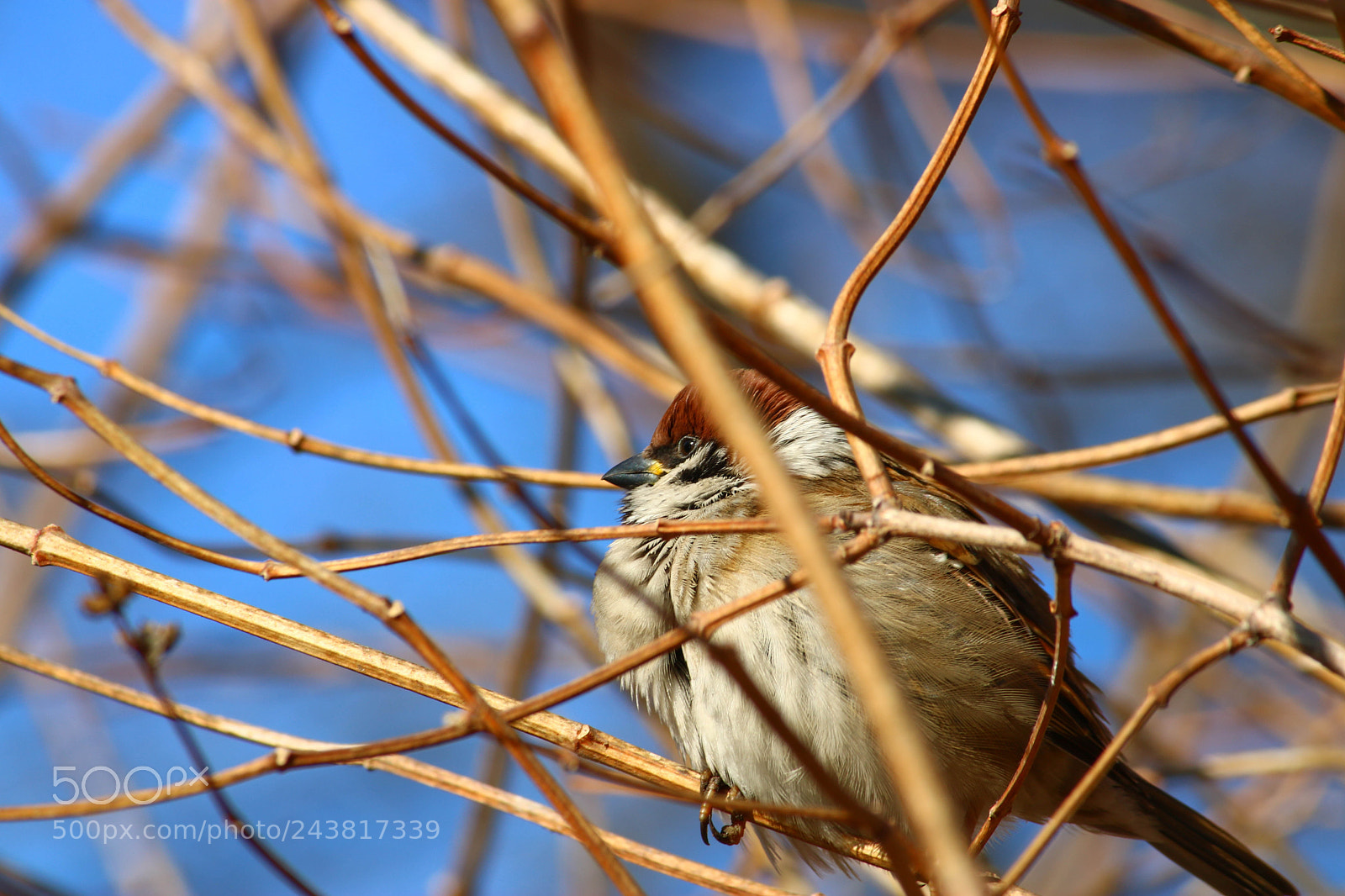 Canon EOS 760D (EOS Rebel T6s / EOS 8000D) sample photo. Waiting for spring photography