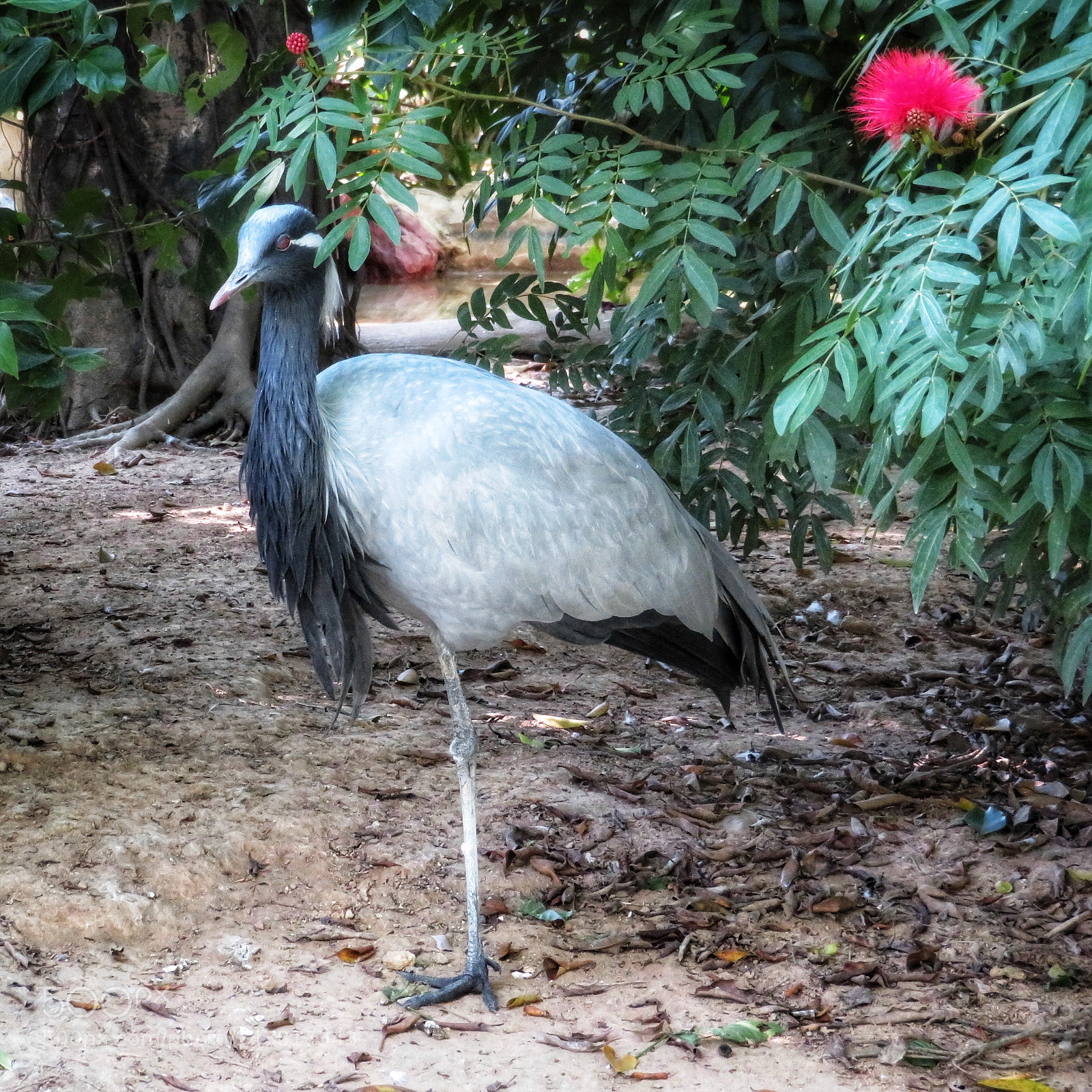 Canon PowerShot SX720 HS sample photo. Demoiselle crane photography