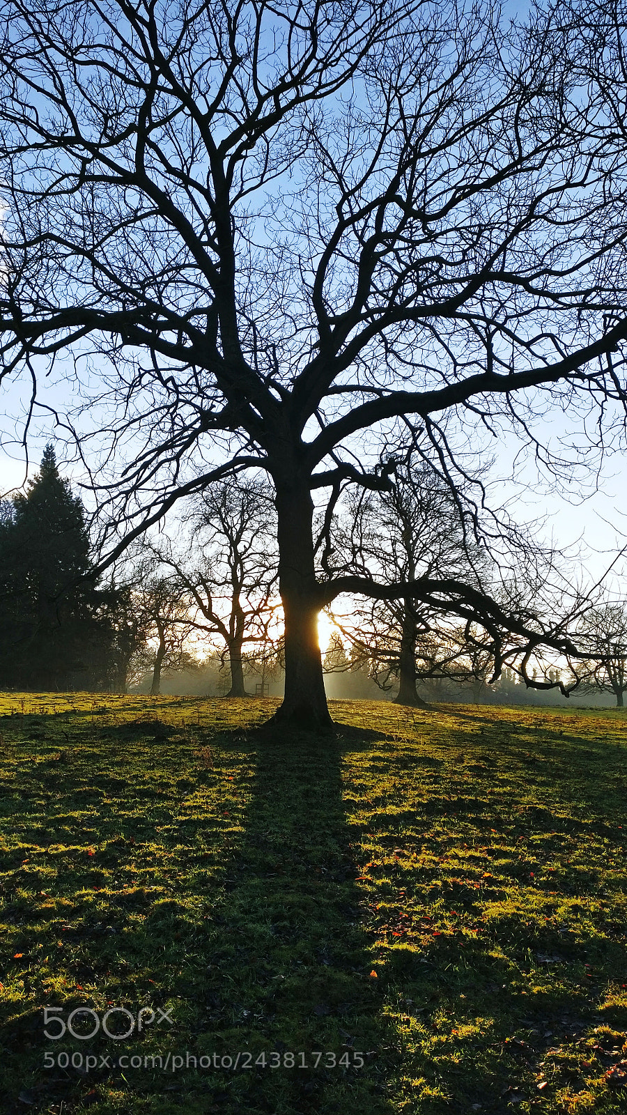 OnePlus A3003 sample photo. Tree silhouette photography