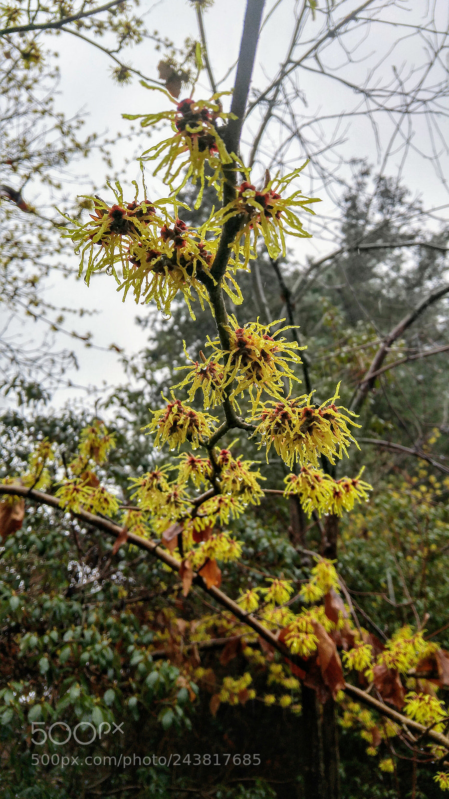 LG G4 sample photo. Fragrant blooms photography