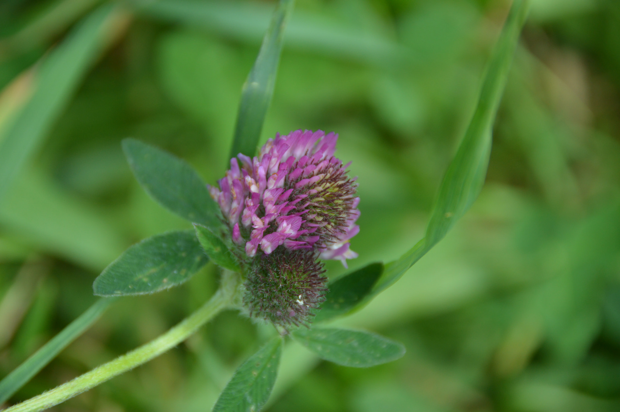 Nikon D3200 sample photo
