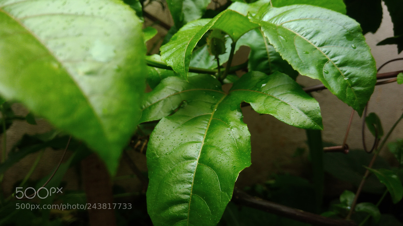 ASUS ZenFone 3 Max (ZC553KL) sample photo. Nature macro brazil photography