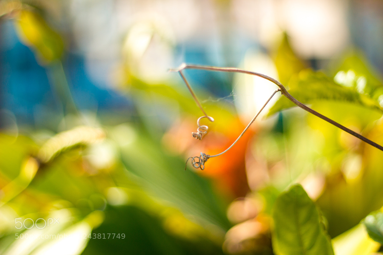 Canon EOS 550D (EOS Rebel T2i / EOS Kiss X4) sample photo. Natural colofur blur photography