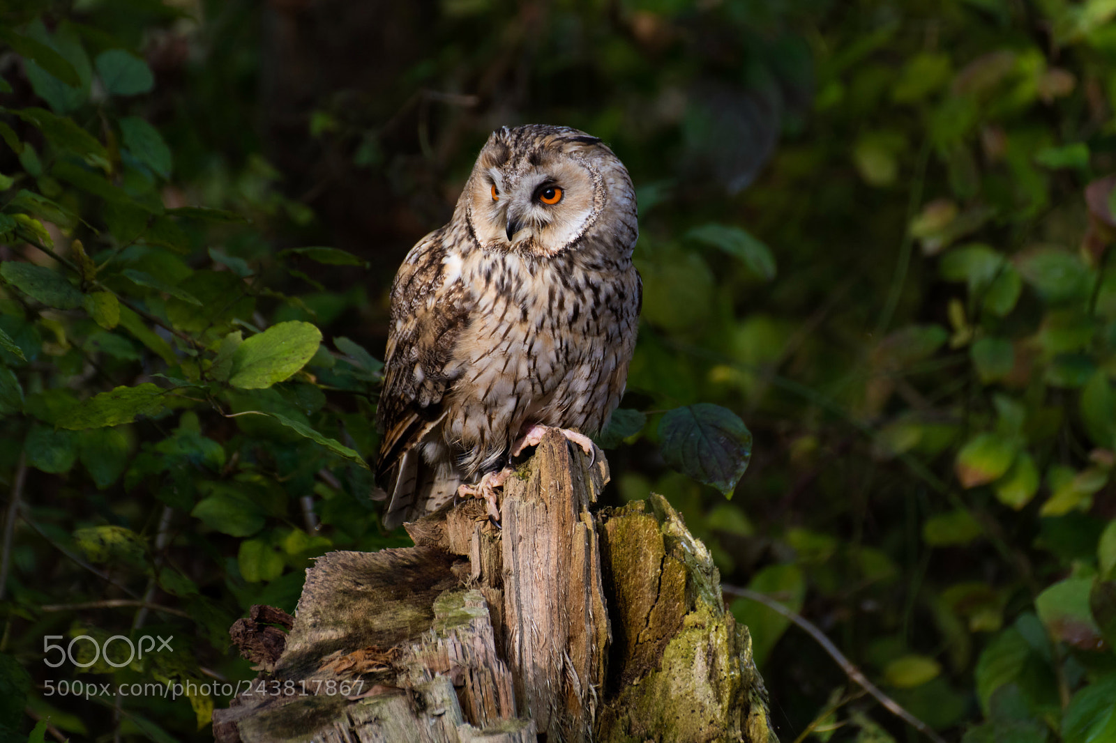 Nikon D7100 sample photo. The owl photography