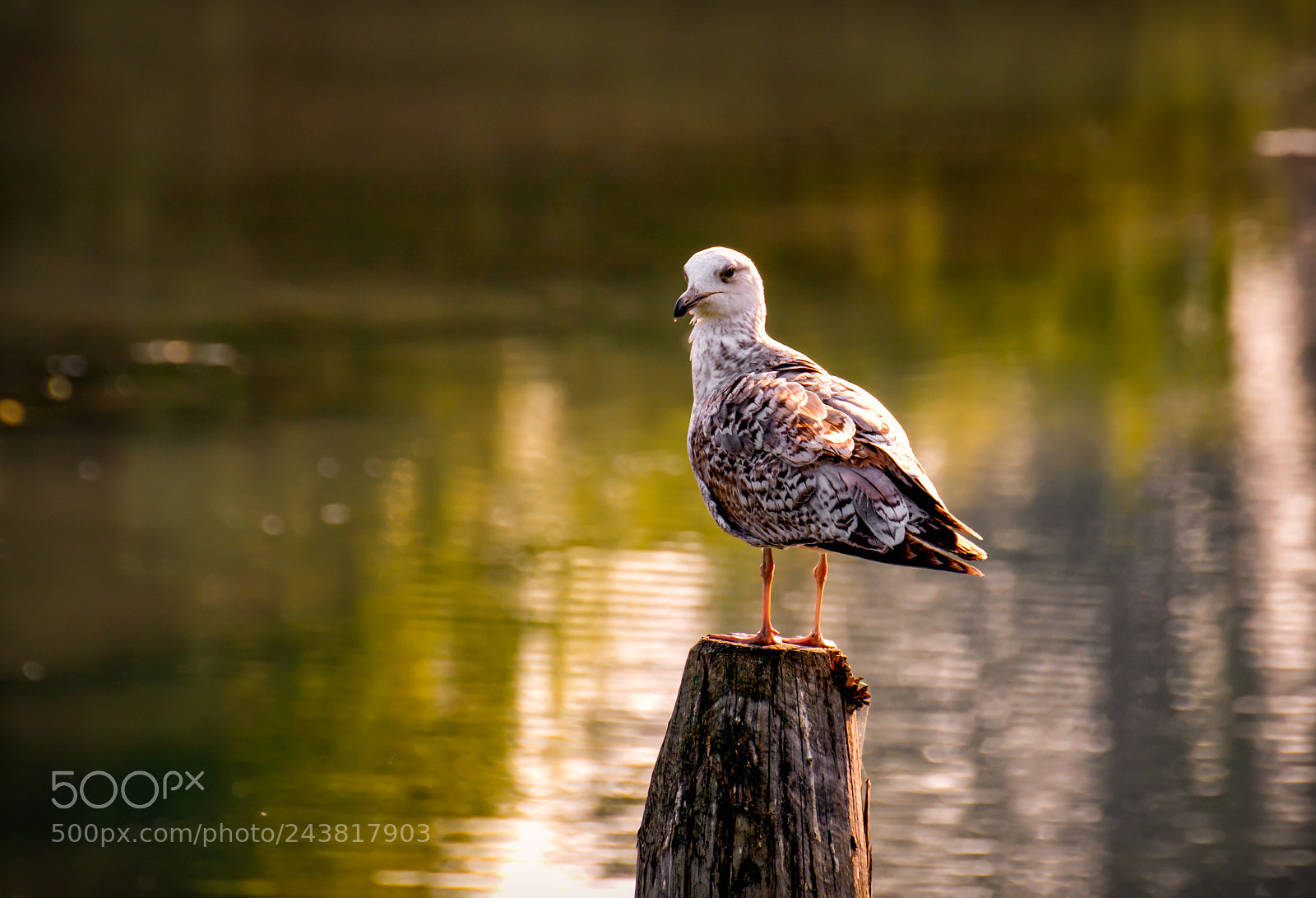 Nikon D7100 sample photo. Young yellow legged gull photography