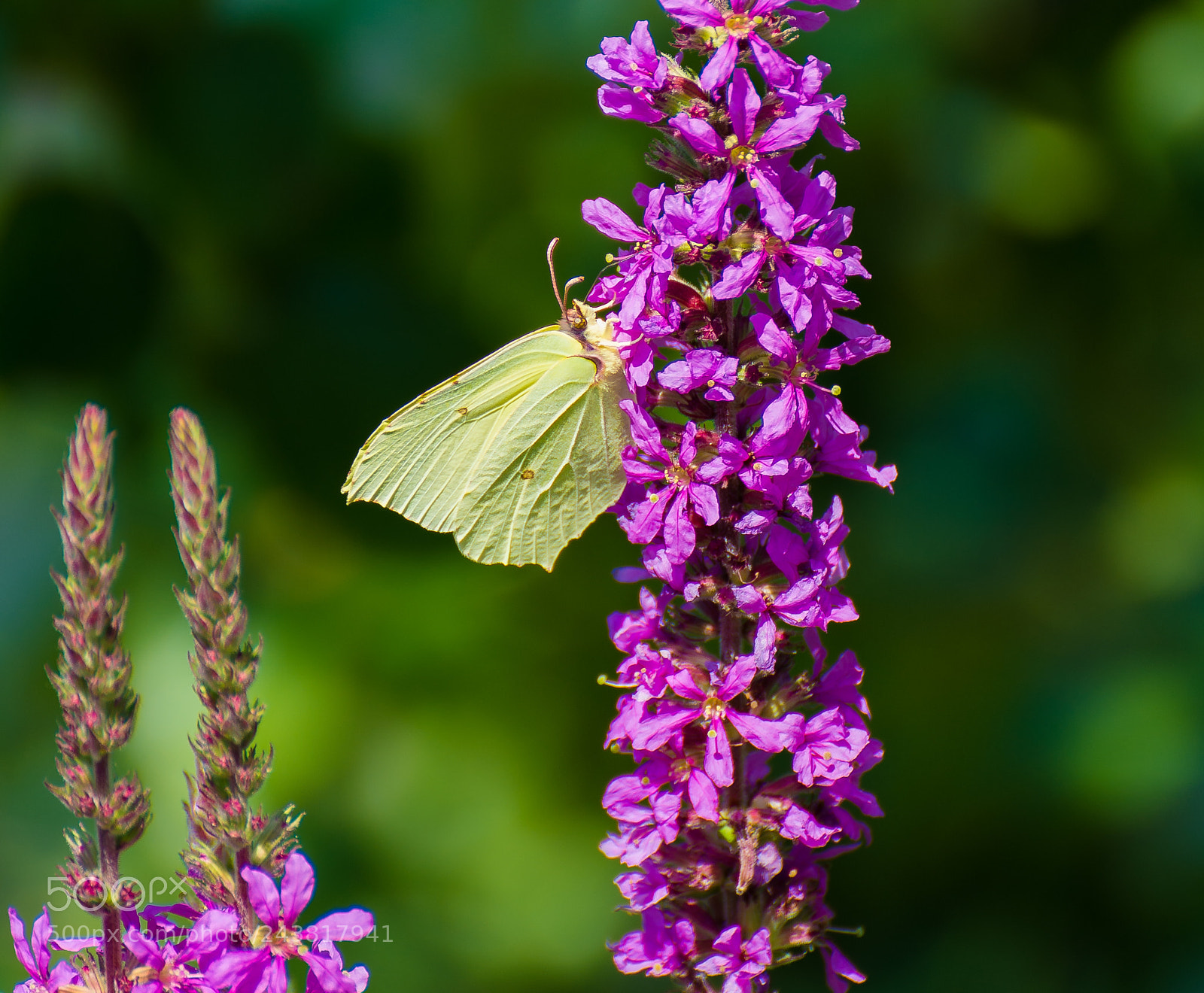 Nikon D7100 sample photo. Gonepteryx rhamni (cedronella) photography