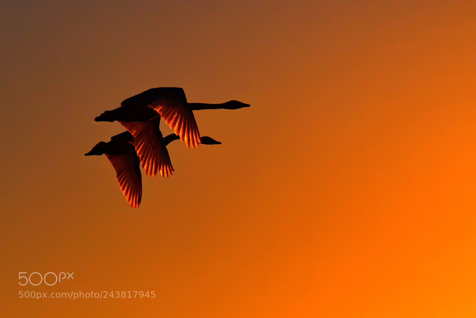 Nikon D500 sample photo. Light in silhouette photography