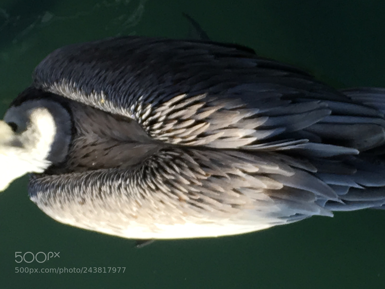 Apple iPhone 6s Plus sample photo. Off a pelican s photography