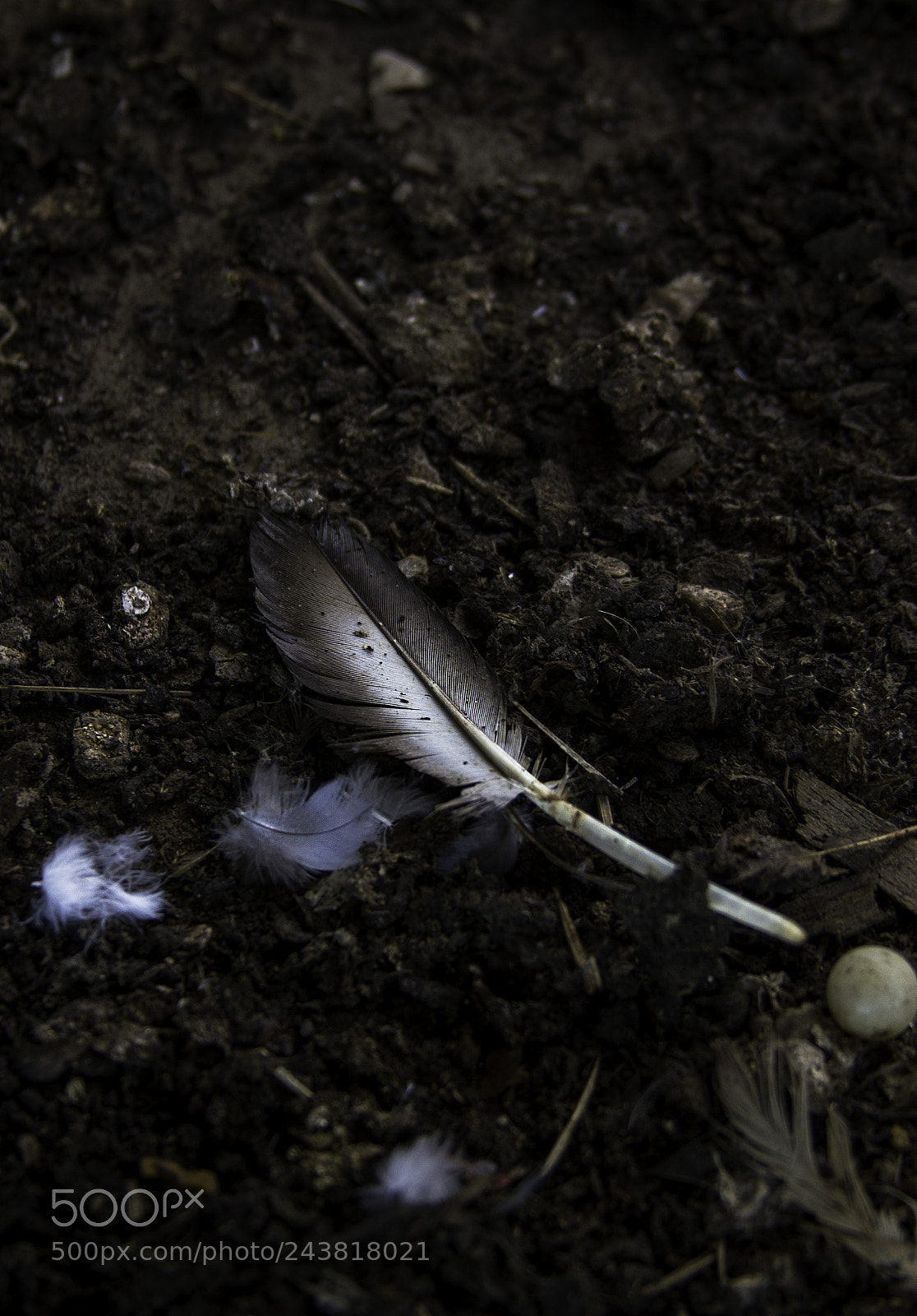 Canon EOS 550D (EOS Rebel T2i / EOS Kiss X4) sample photo. Fallen down photography