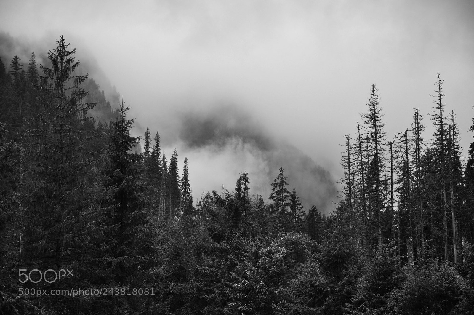 Nikon D90 sample photo. Misty mountain photography