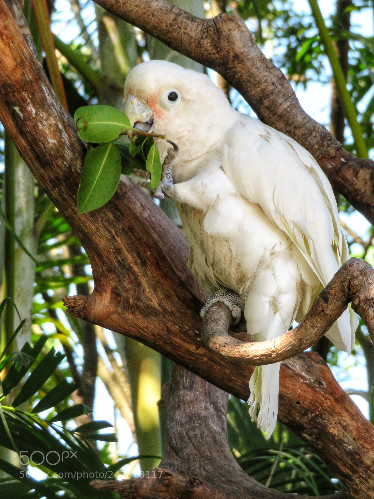 Canon PowerShot SX720 HS sample photo. Goffin’s cockatoo photography