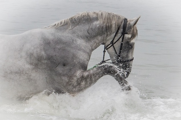 Canon EOS 7D Mark II sample photo. A splash of grey photography