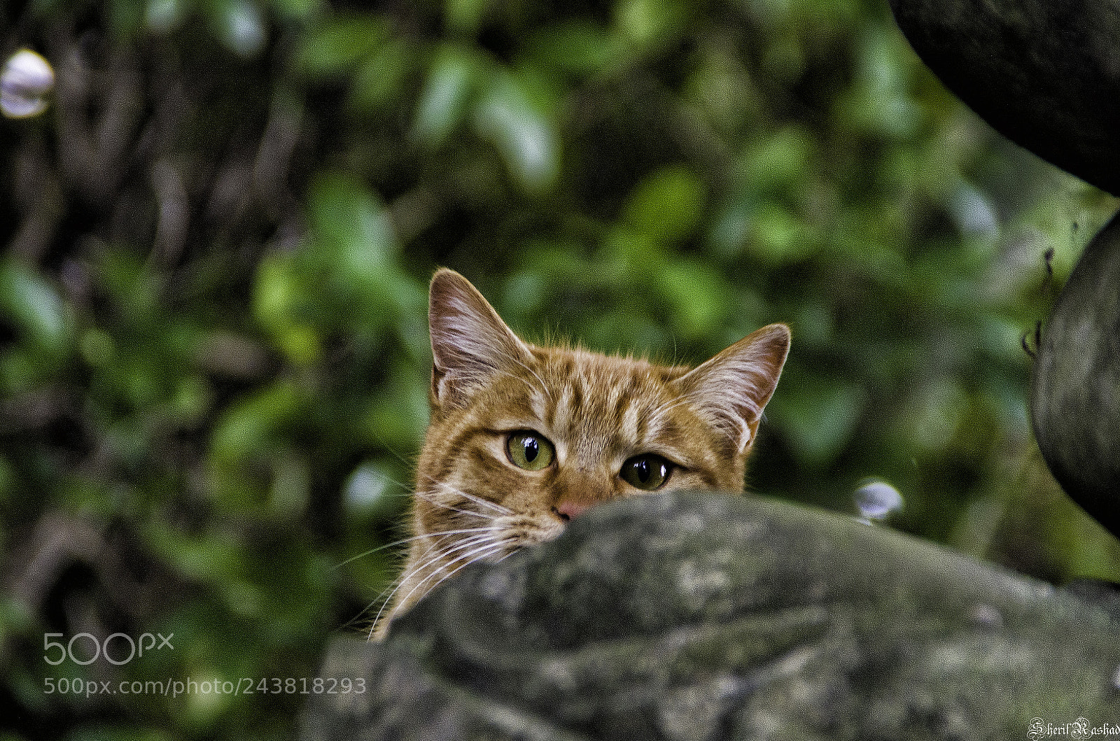 Pentax K-50 sample photo. Peekaboo photography