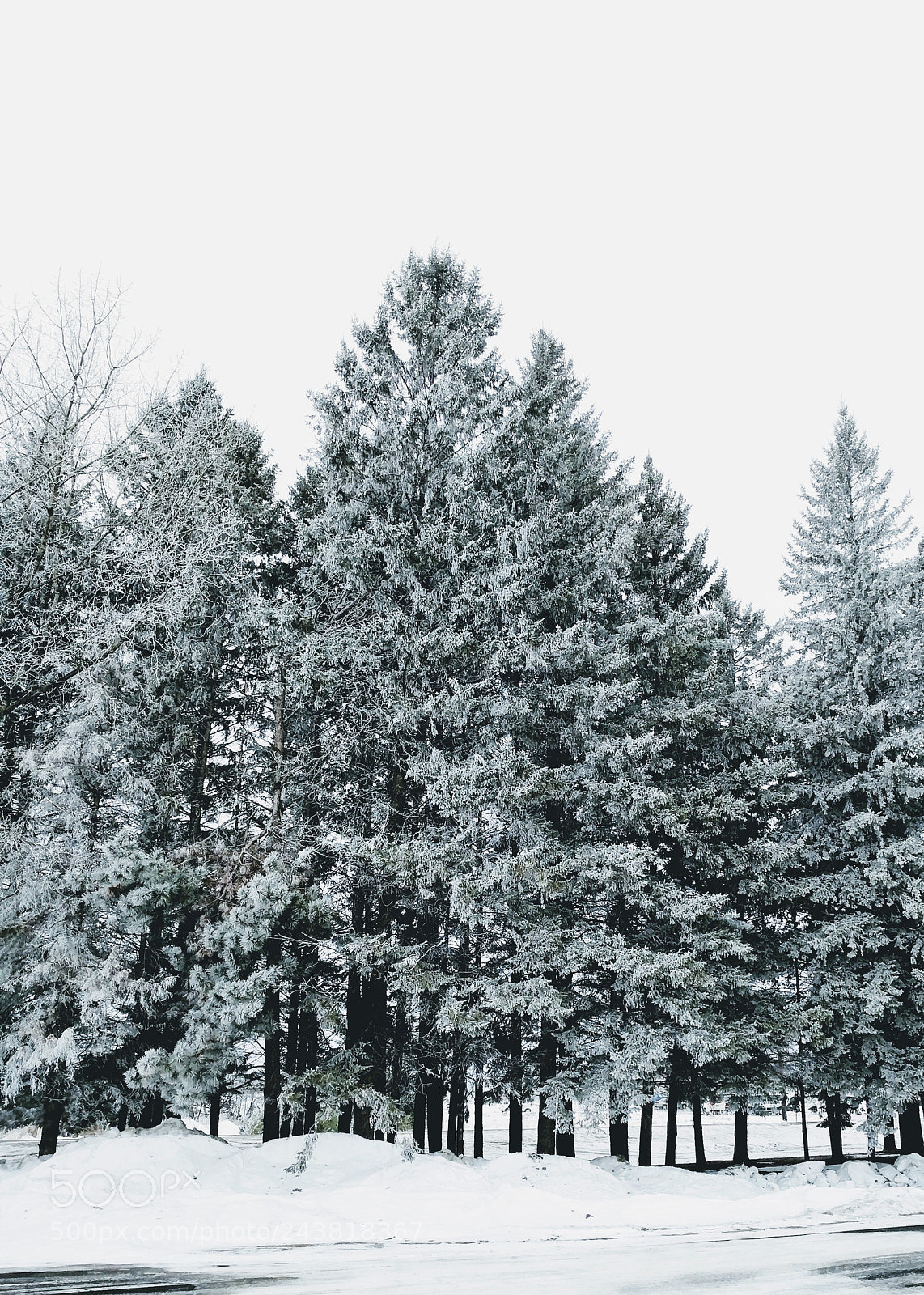 Google Pixel sample photo. Frosty morning photography
