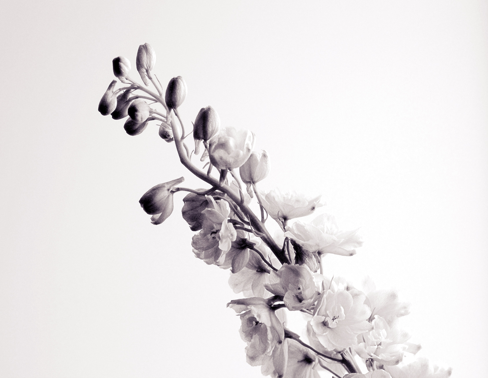 Canon EF 50mm F1.8 II sample photo. Flower photography