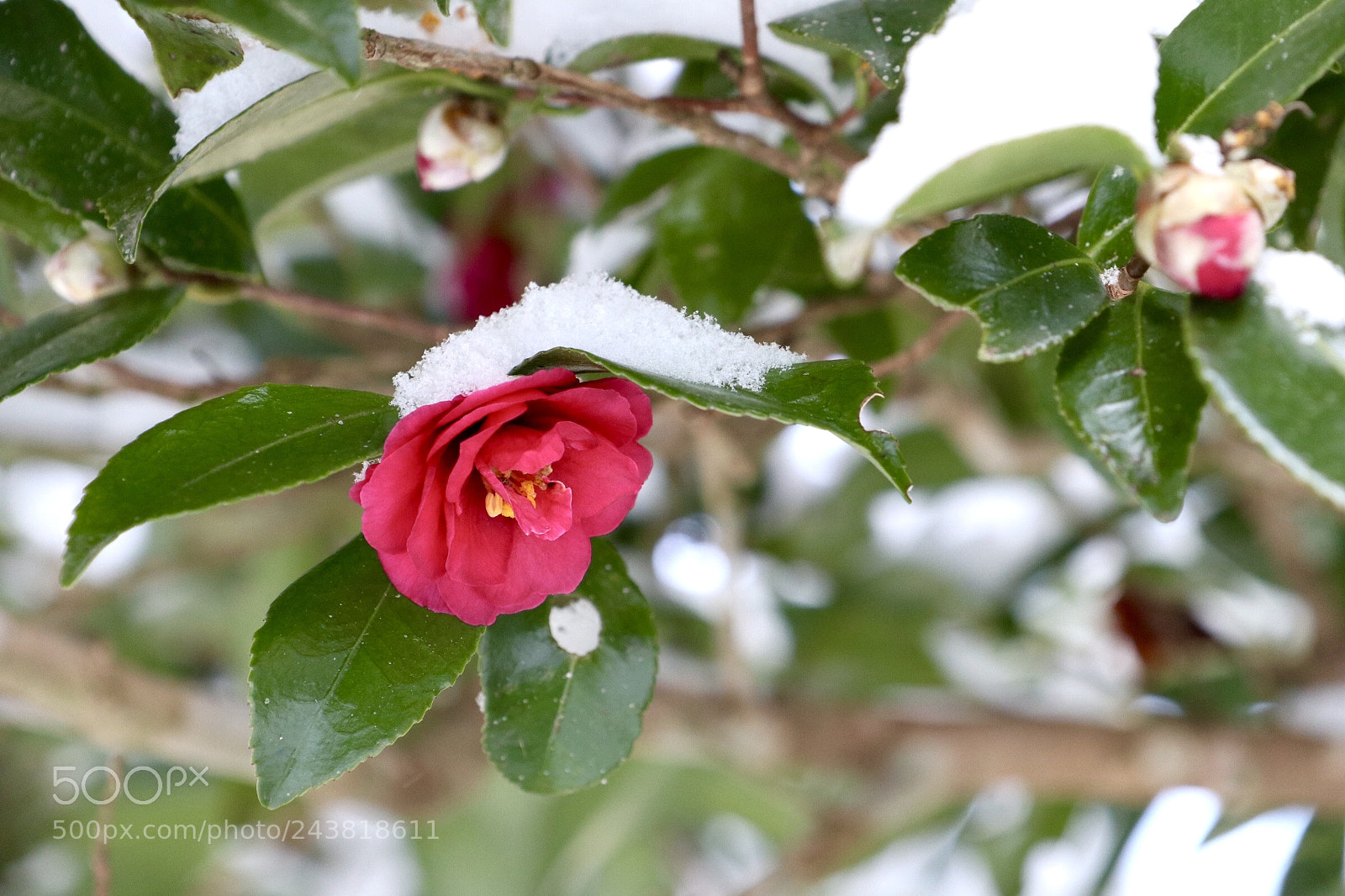 Canon EOS M6 sample photo. Camellia and snow photography