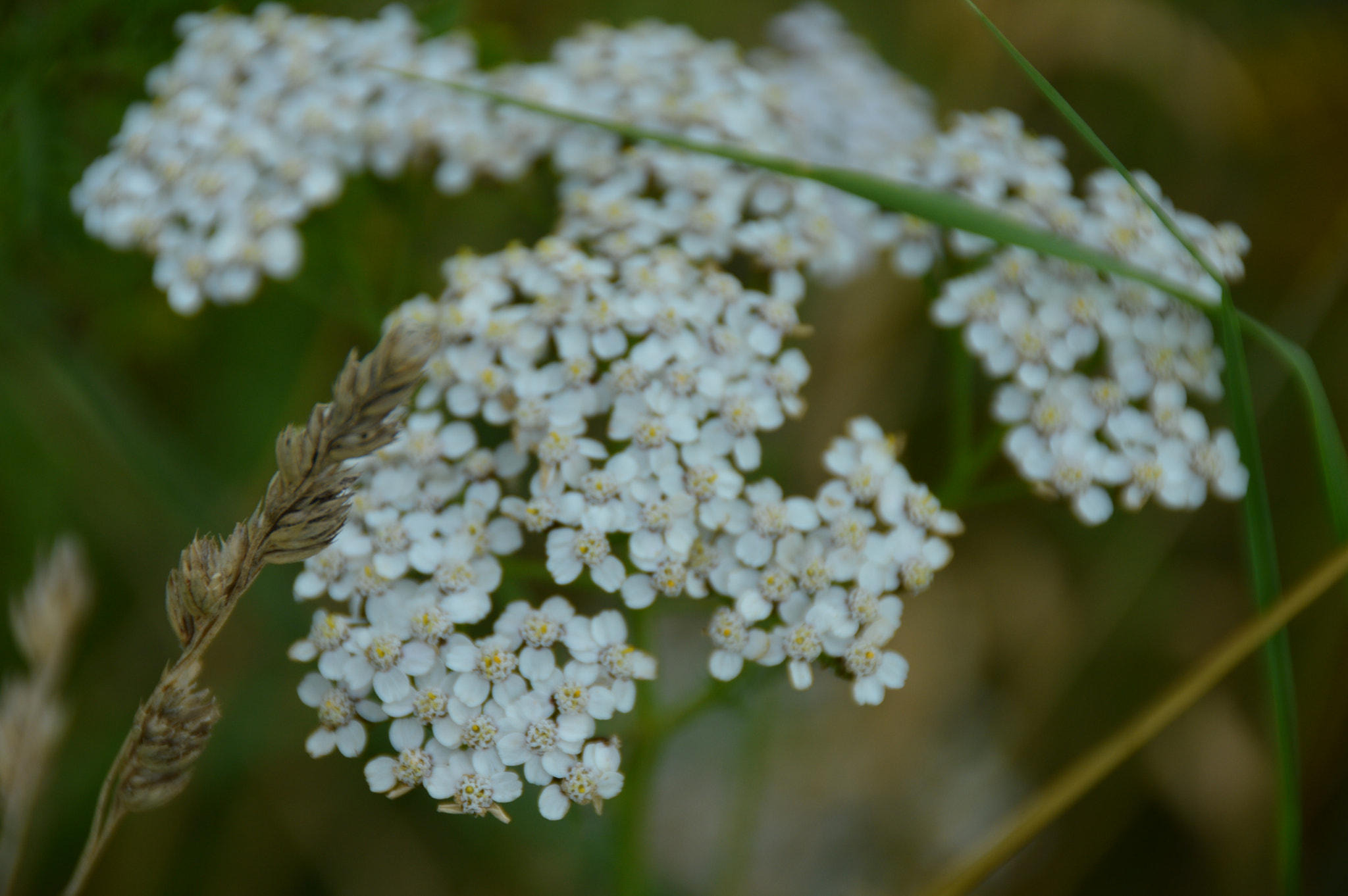 Nikon D3200 sample photo
