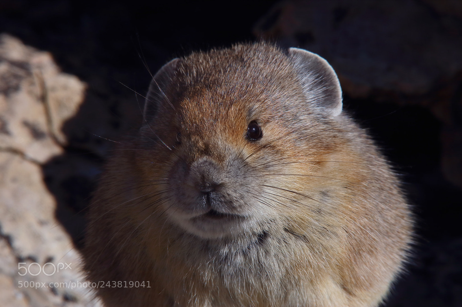 Canon EOS 750D (EOS Rebel T6i / EOS Kiss X8i) sample photo. Yearbook picture photography