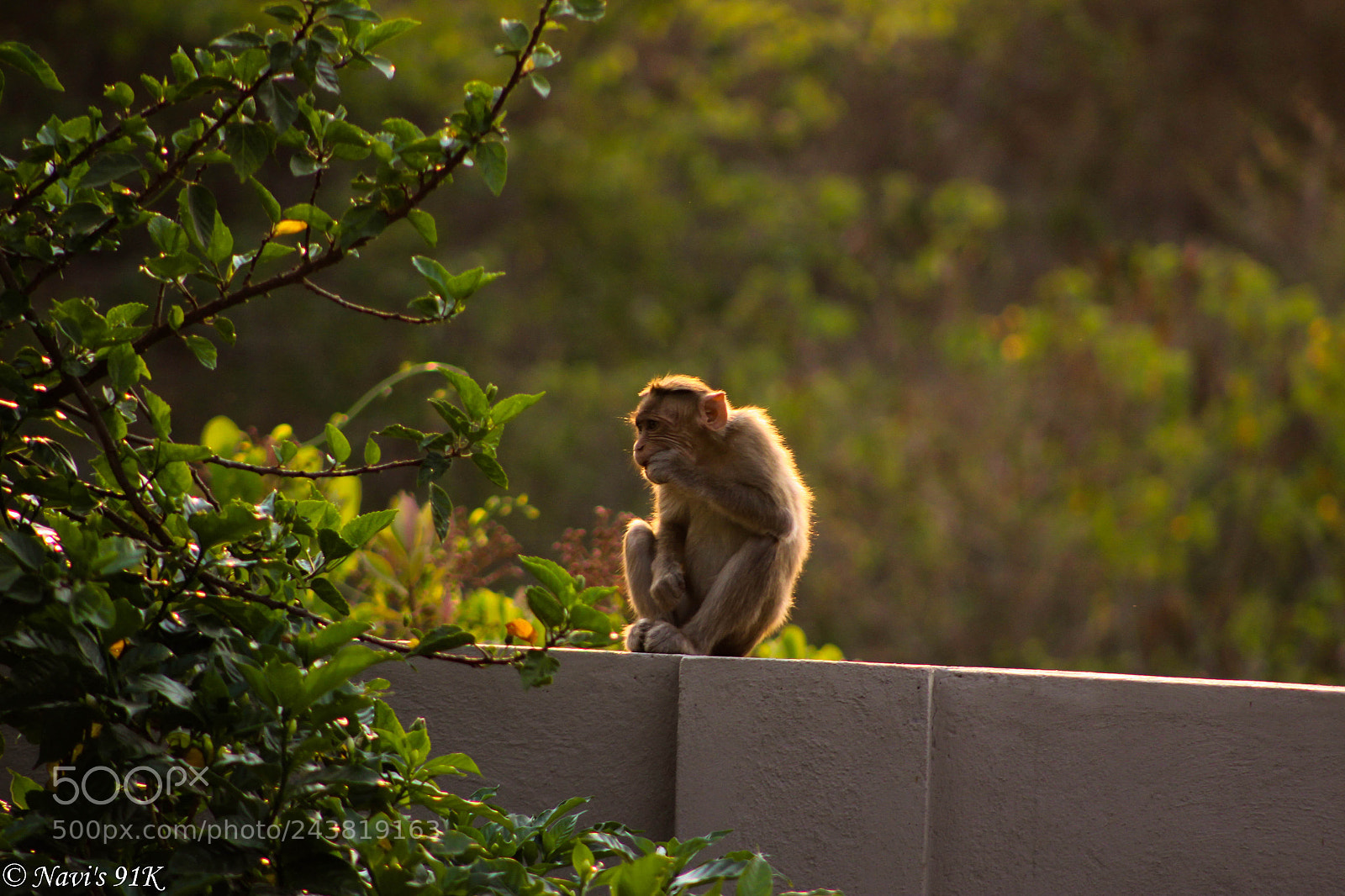 Canon EOS 100D (EOS Rebel SL1 / EOS Kiss X7) sample photo. Monkey business photography