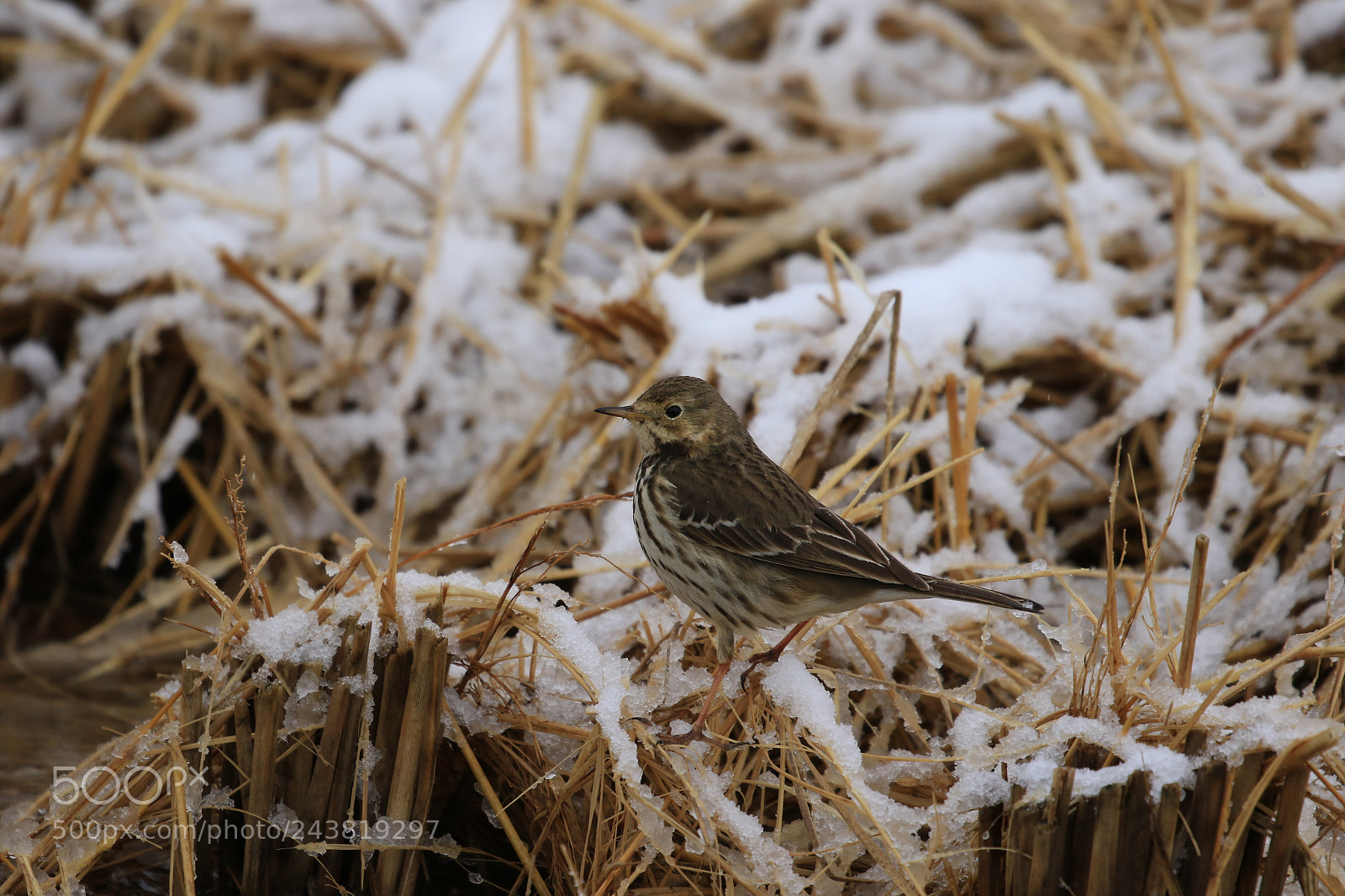 Canon EOS 7D Mark II sample photo. Buff-bellied pipit  タヒバリ photography