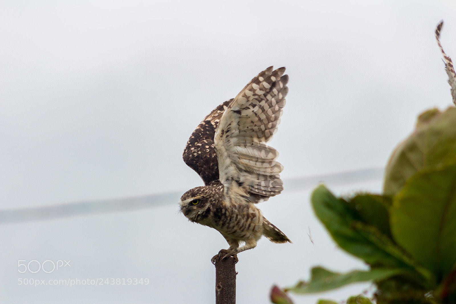 Canon EOS 1300D (EOS Rebel T6 / EOS Kiss X80) sample photo. Owl photography