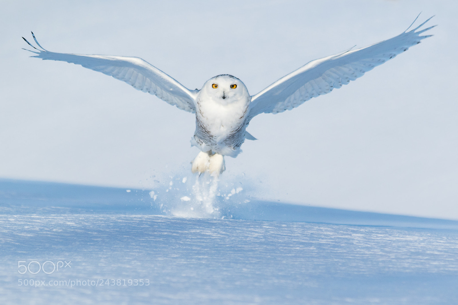 Canon EOS 7D Mark II sample photo. Snowy owl 25-01-18 photography