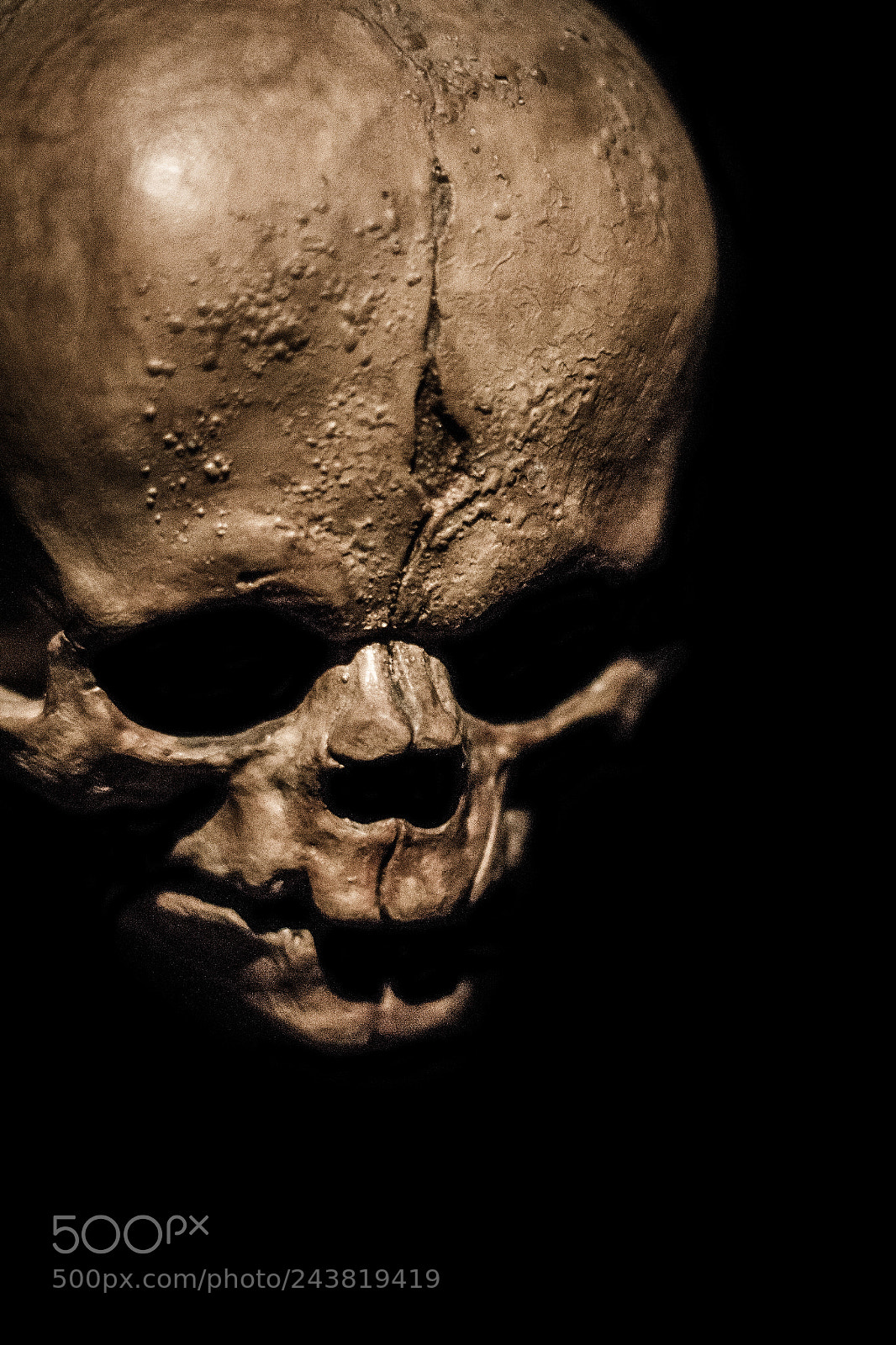 Canon EOS 550D (EOS Rebel T2i / EOS Kiss X4) sample photo. Skull photography