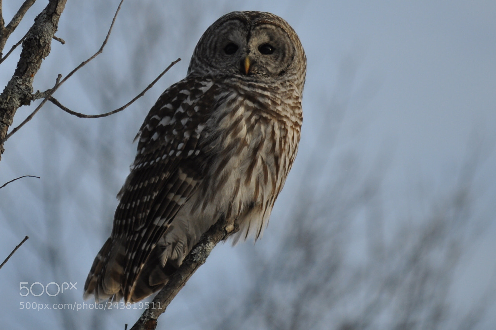 Nikon D5000 sample photo. Hooooooo me! photography