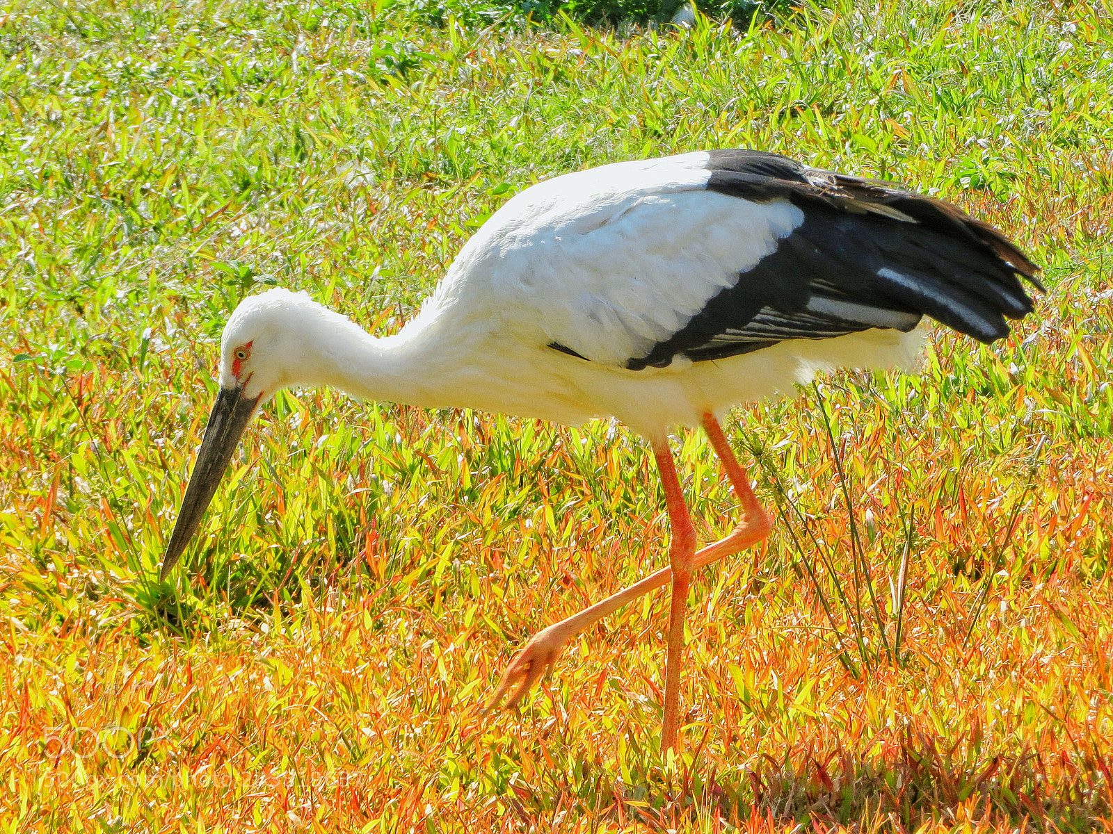 Canon PowerShot SX720 HS sample photo. Oriental stork photography