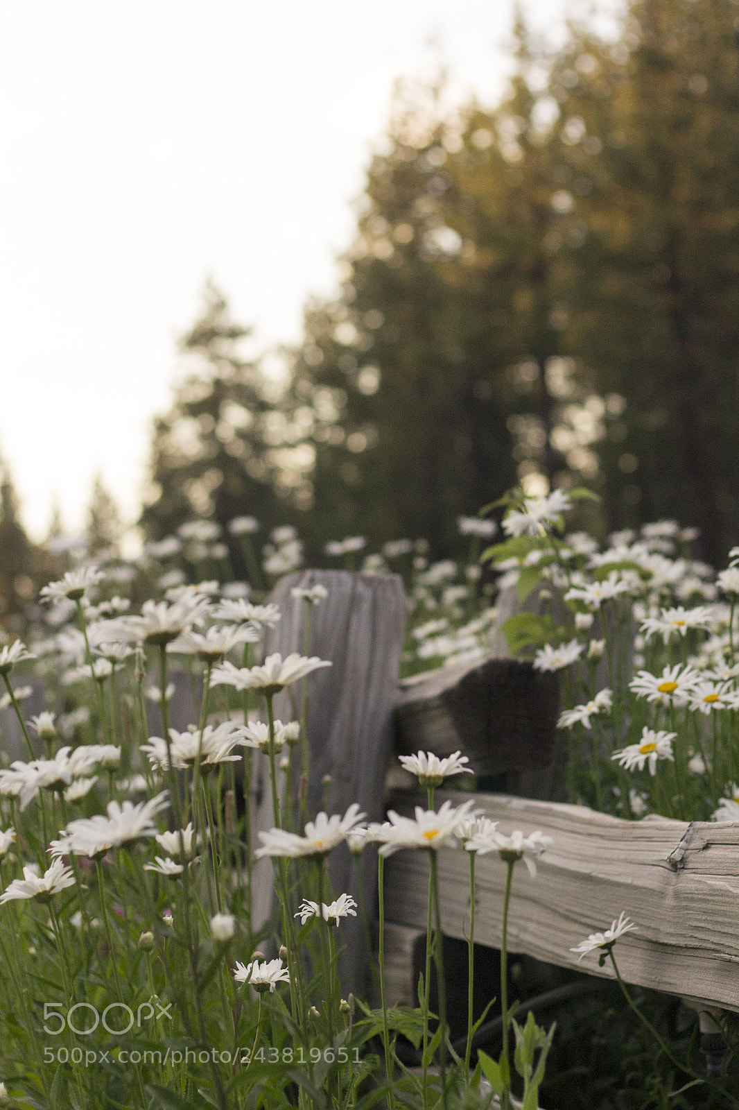 Canon EOS 1100D (EOS Rebel T3 / EOS Kiss X50) sample photo. Golden hour daisies photography