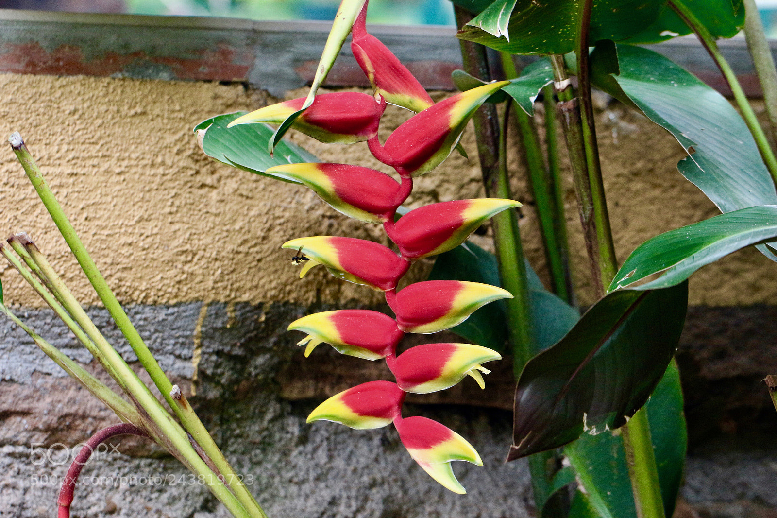 Canon EOS 700D (EOS Rebel T5i / EOS Kiss X7i) sample photo. Exotic beauties... photography