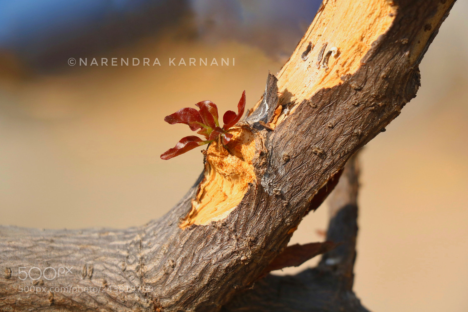Canon EOS 760D (EOS Rebel T6s / EOS 8000D) sample photo. Untitled photography