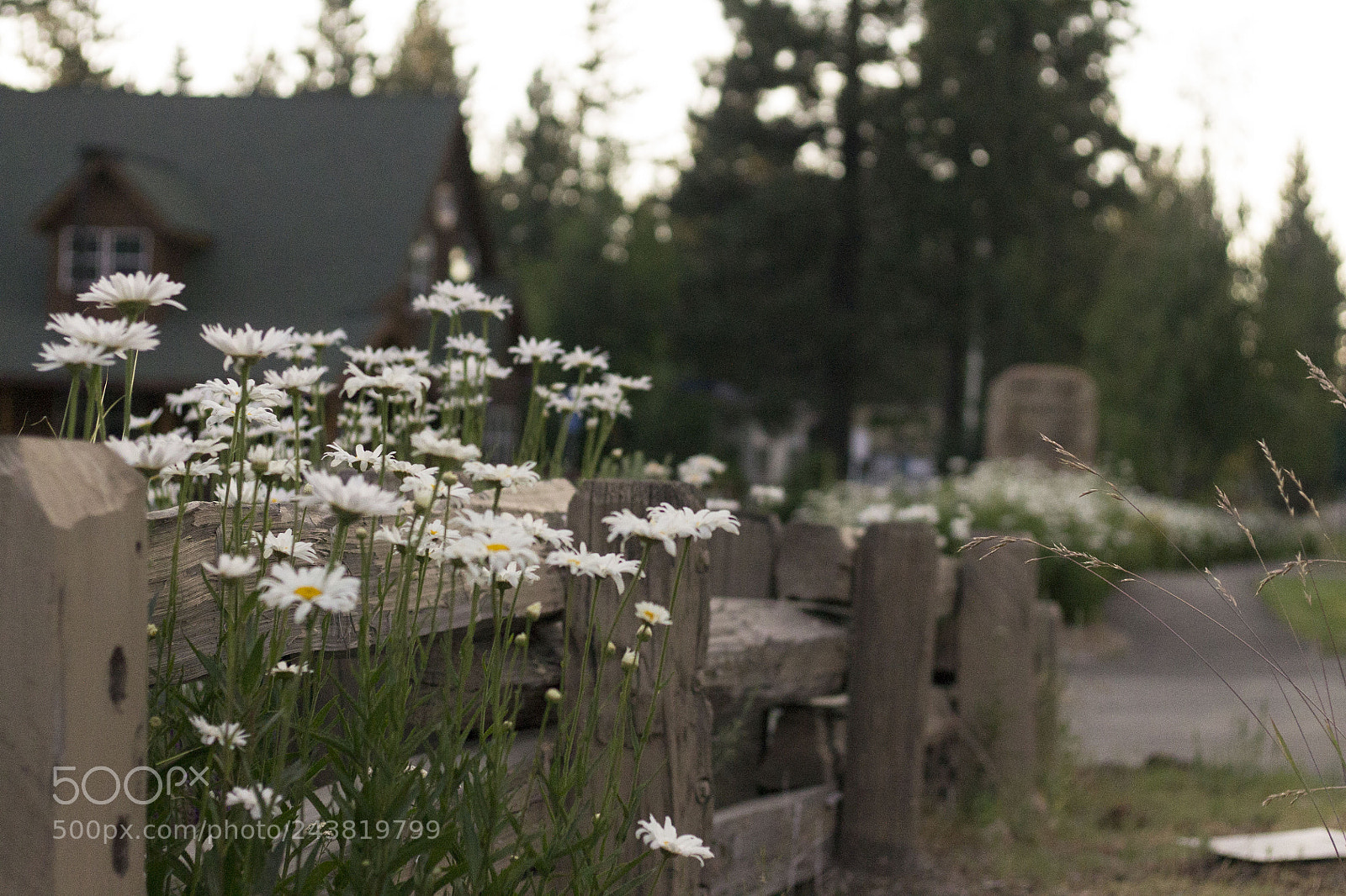Canon EOS 1100D (EOS Rebel T3 / EOS Kiss X50) sample photo. Daisies in lake tahoe photography