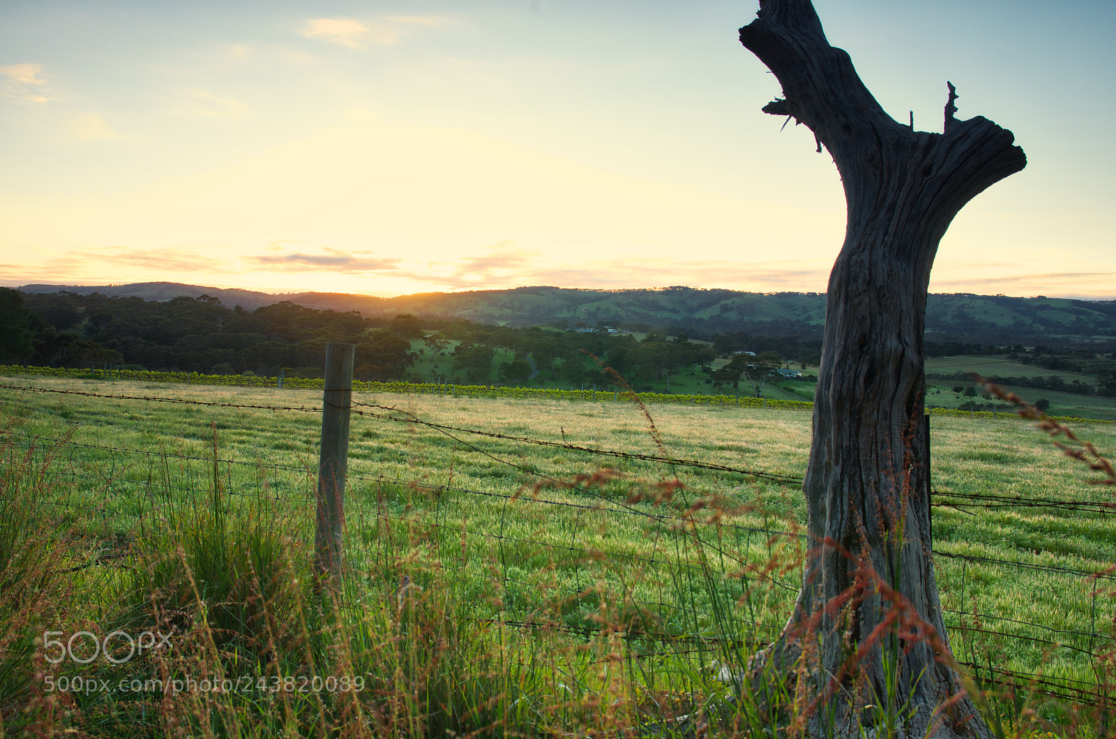 Pentax K-5 sample photo. Adelaide maclaren vale photography