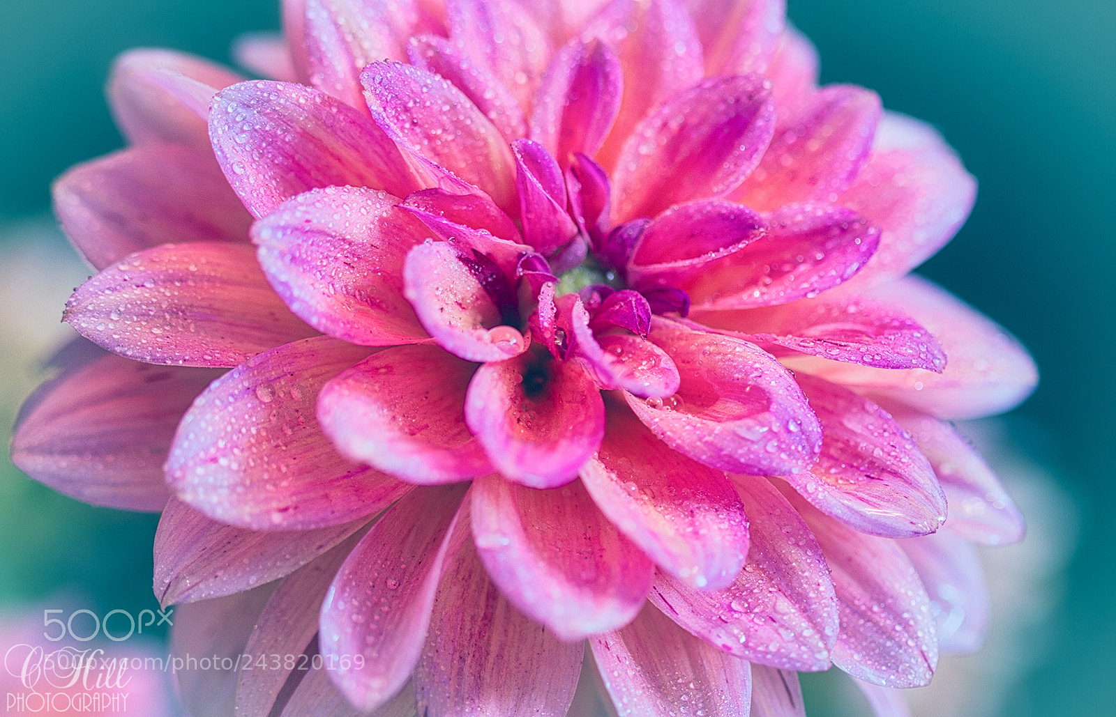 Canon EOS 650D (EOS Rebel T4i / EOS Kiss X6i) sample photo. Pink lady photography
