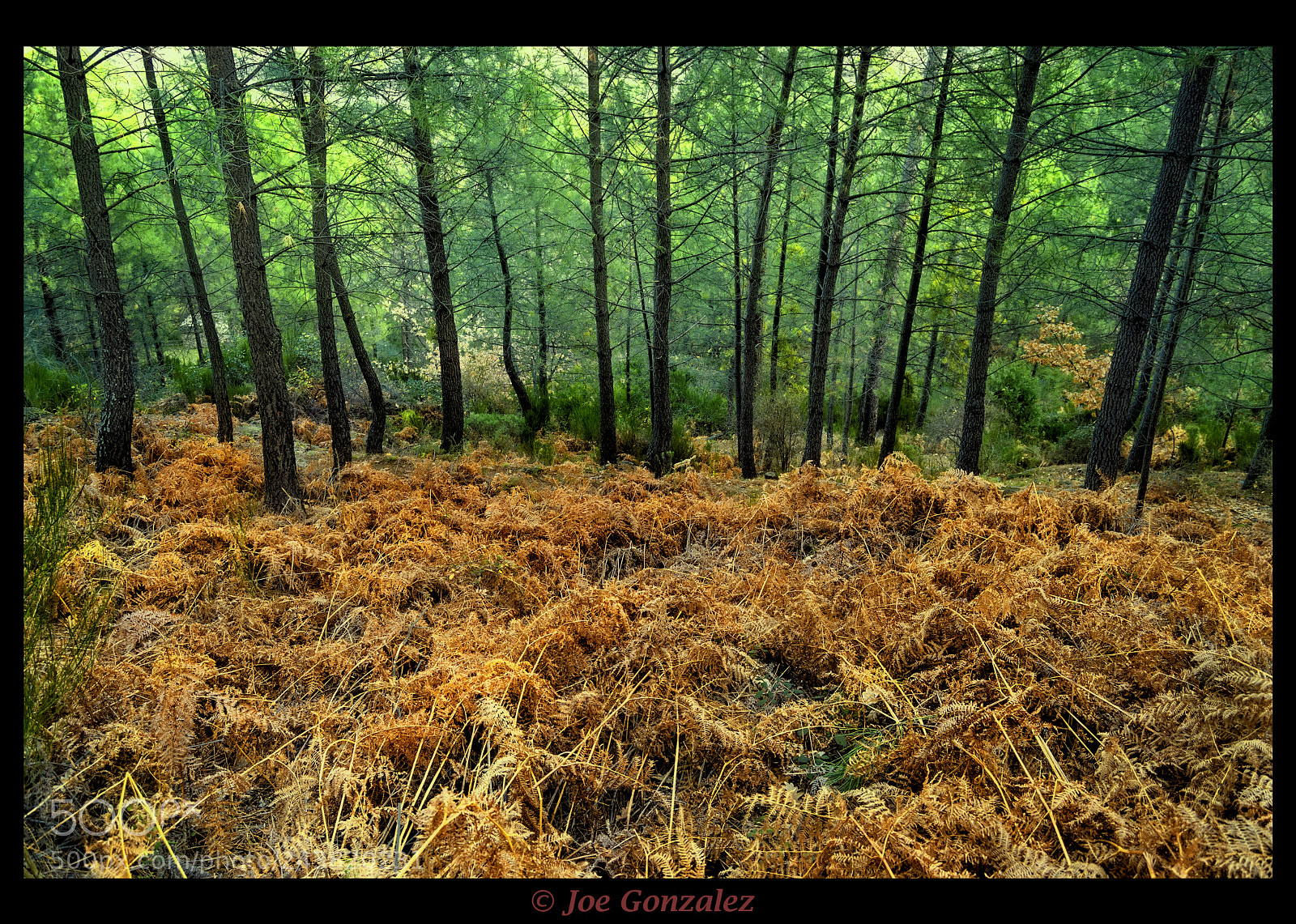 Nikon D3100 sample photo. In the forest photography