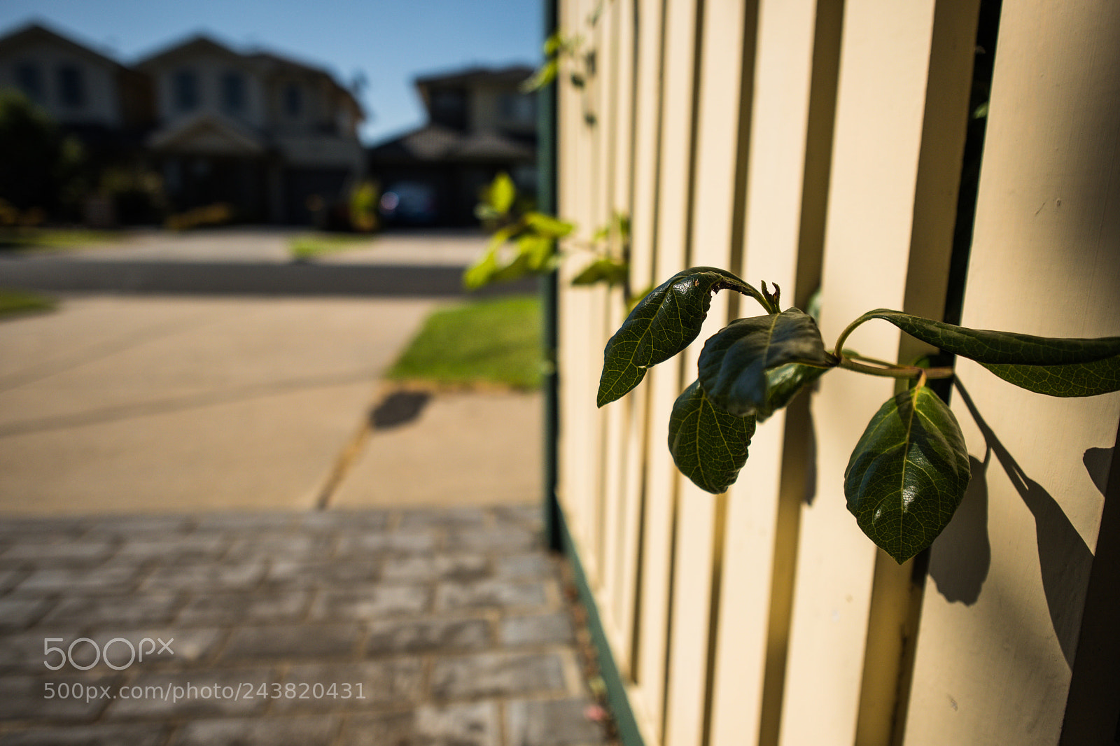 Fujifilm X-T2 sample photo. Leafy wall photography