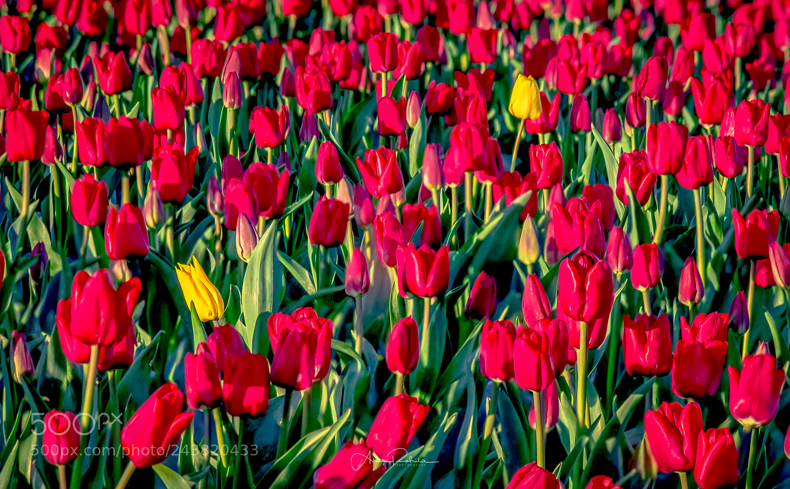 Nikon D5100 sample photo. Hiding in plain reds photography