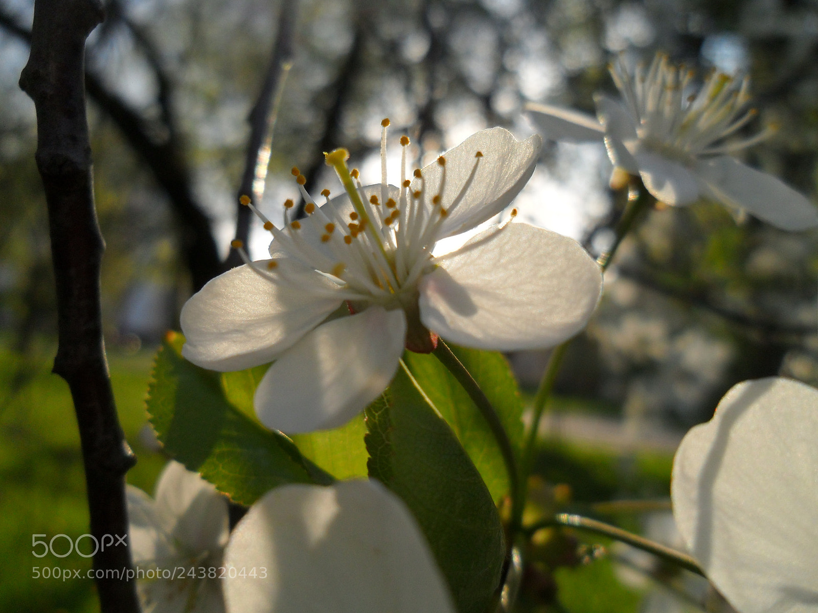 Samsung ES65, ES67 / VLUU ES65, ES67 /  SL50 sample photo. *** photography