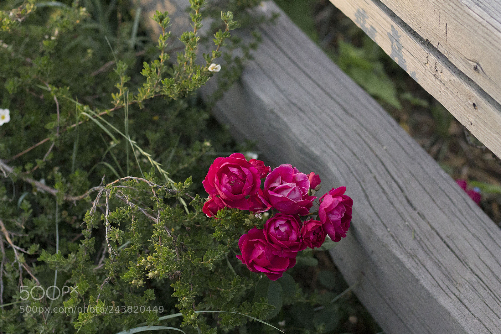 Canon EOS 1100D (EOS Rebel T3 / EOS Kiss X50) sample photo. Wild roses lake tahoe photography