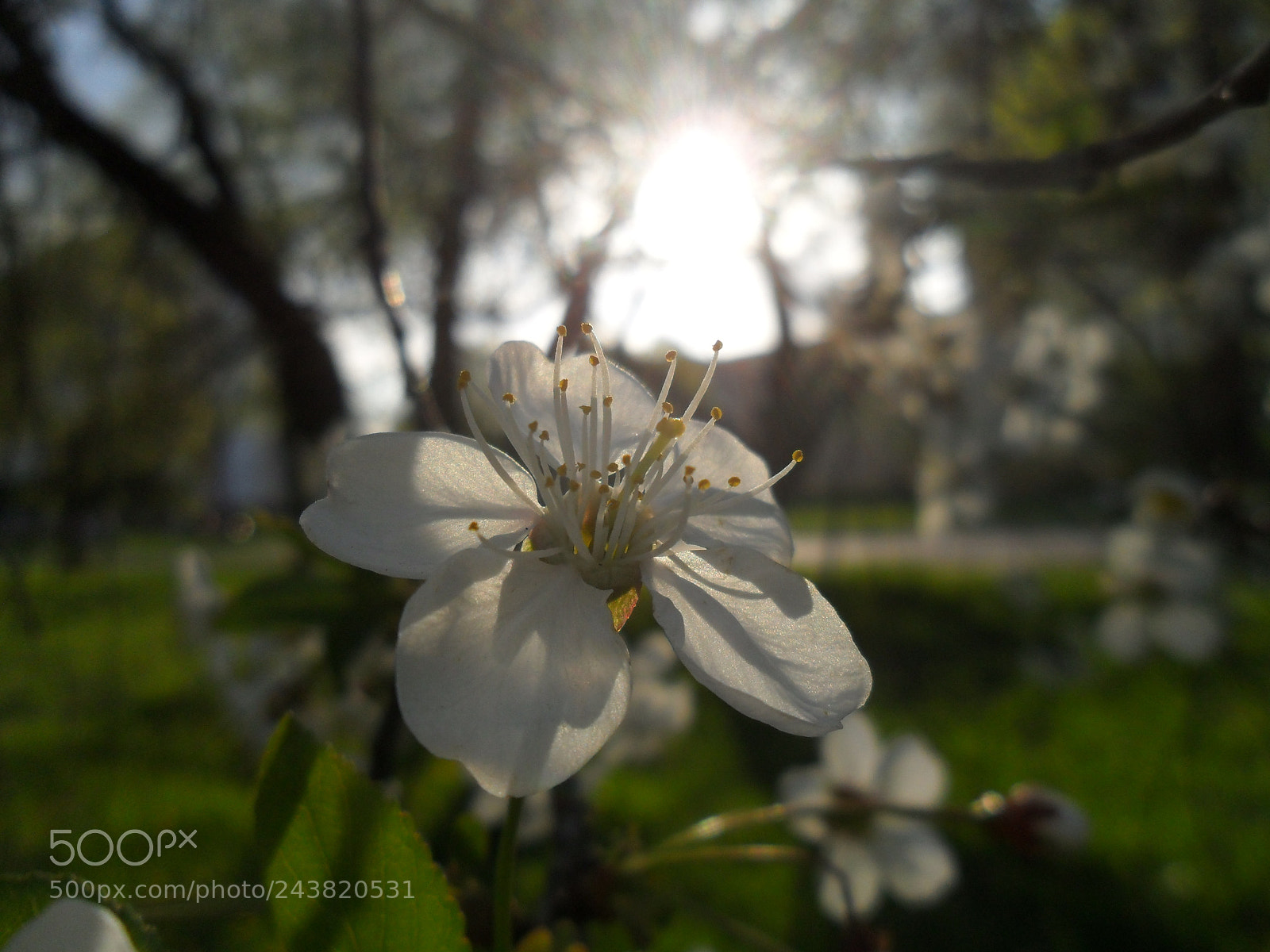 Samsung ES65, ES67 / VLUU ES65, ES67 /  SL50 sample photo. *** photography