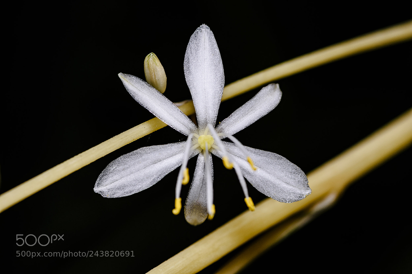 Nikon D7200 sample photo. Chlorophytum comosum photography