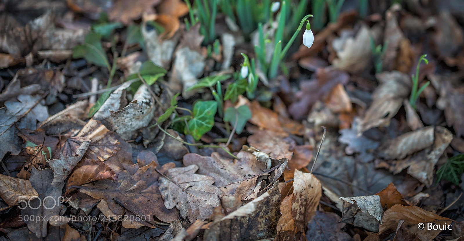 Leica SL (Typ 601) sample photo. Spring is on the photography