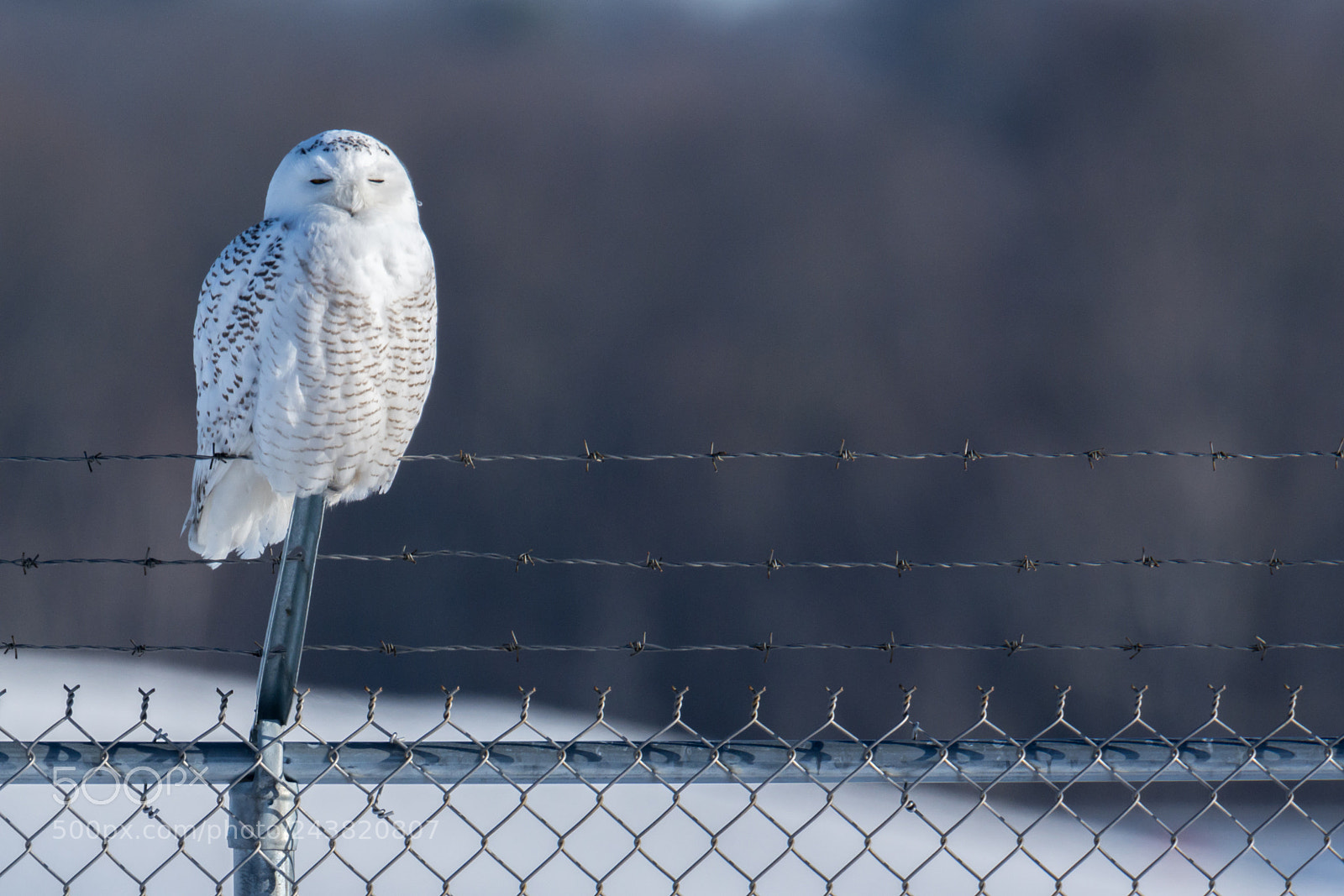 Nikon D7100 sample photo. Snowy nap photography