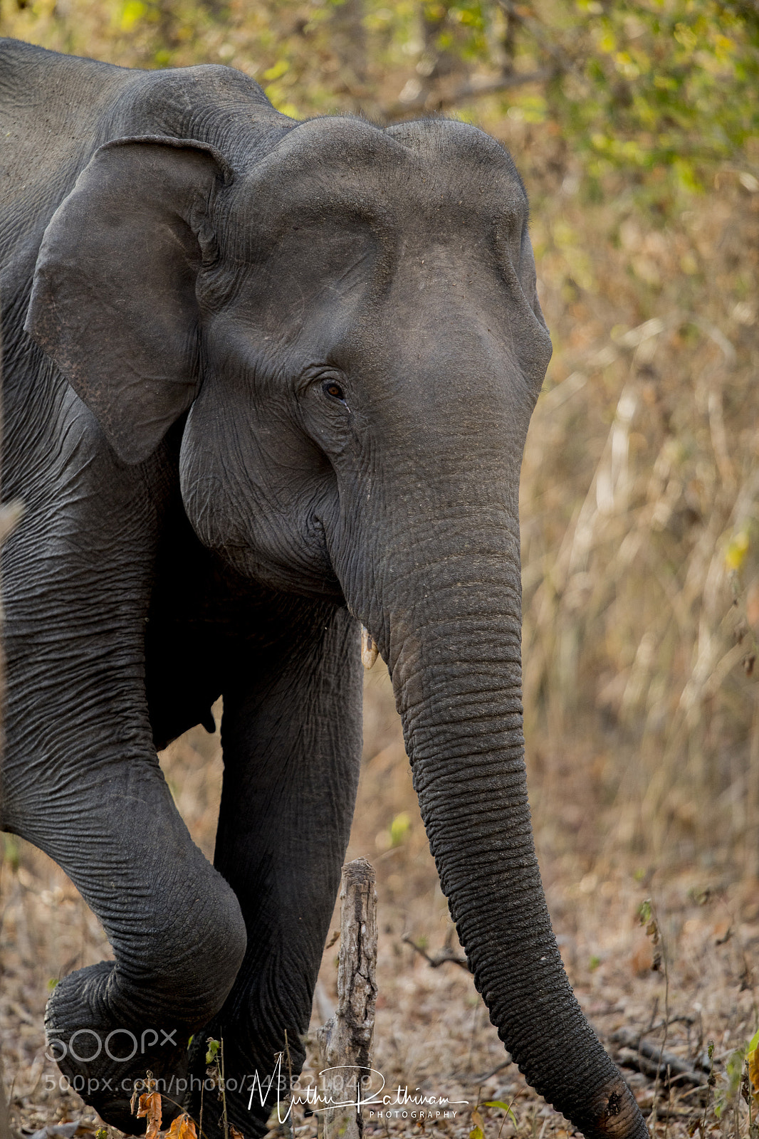 Nikon D850 sample photo. The master of jungle photography