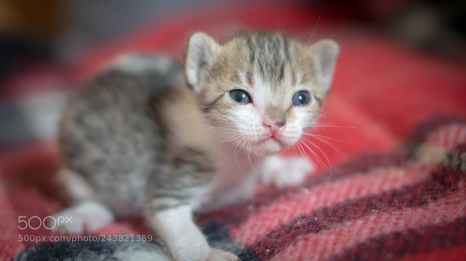 Sony Alpha a3500 sample photo. Atomica photography